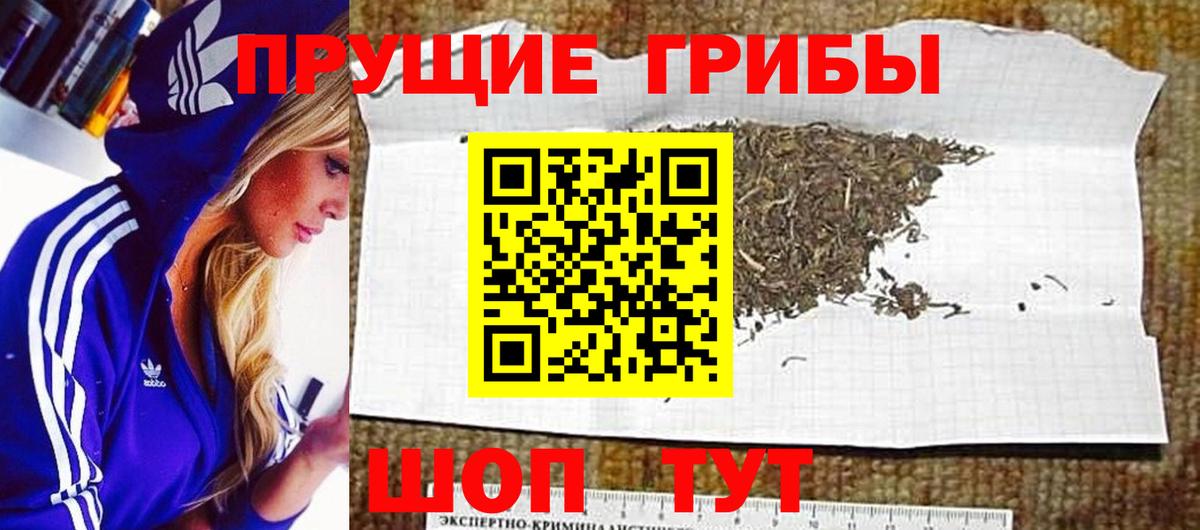 Псилоцибиновые грибы Psilocybine cubensis Калининград